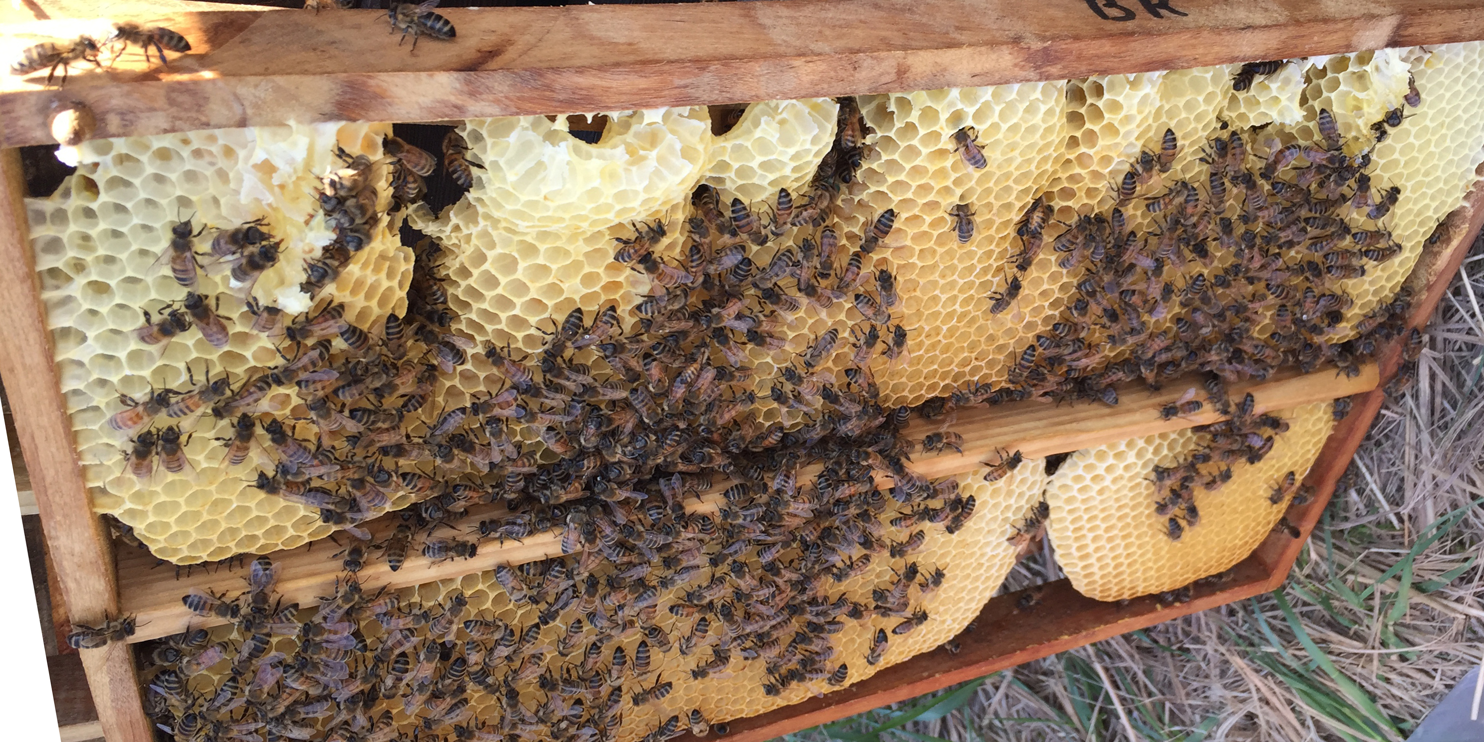 Baurahmen, Drohnenrahmen aus Bienenvolk