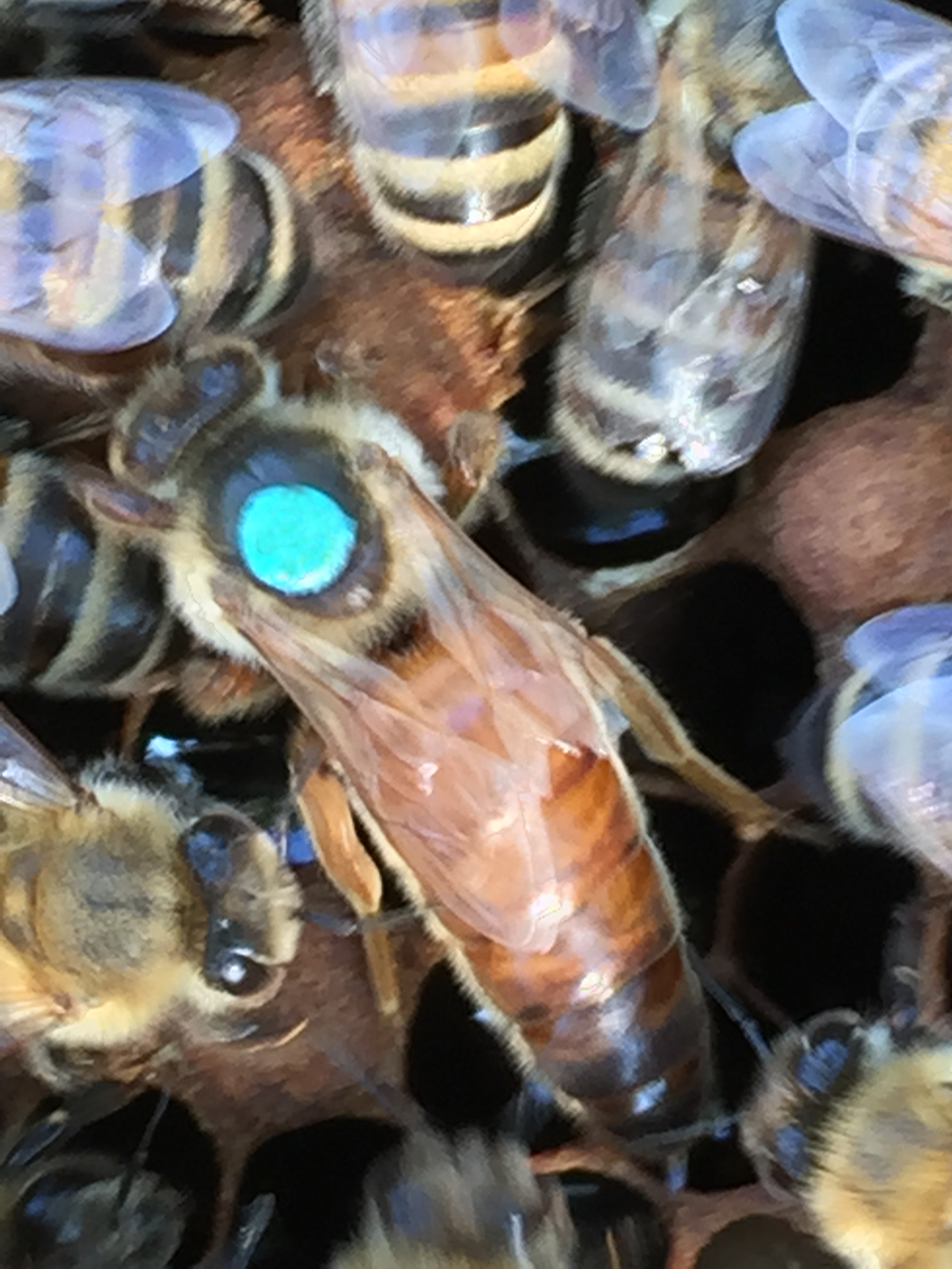 Buckfast Bienenkönigin auf Brutwabe