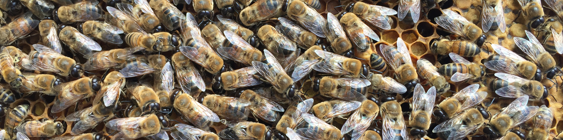 Drohnen im Bienenvolk ein Bestandteil der Bienen