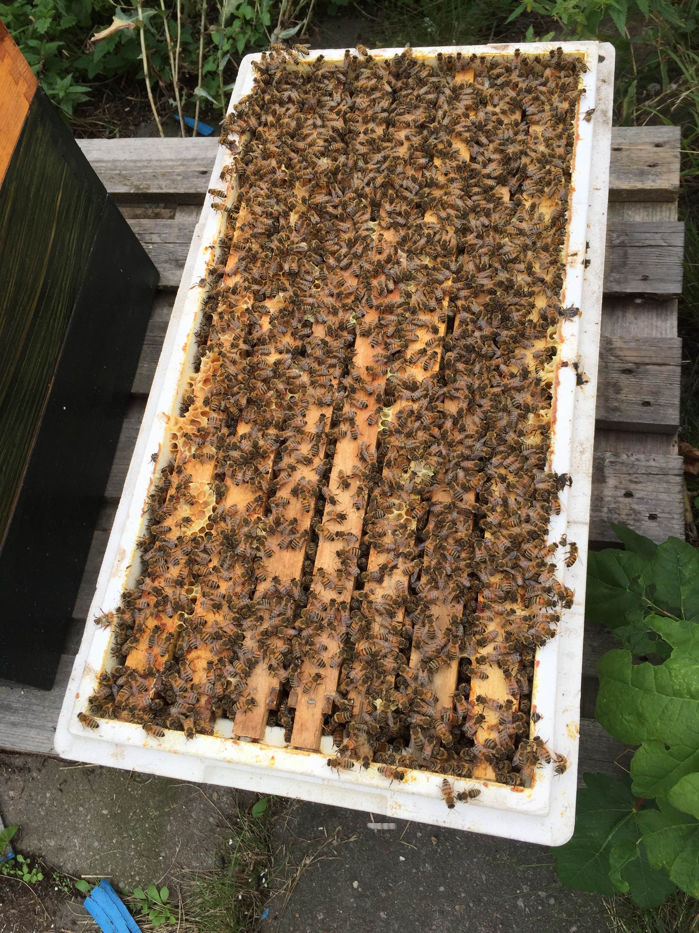 Bienenvolk im Ablegerkasten nach dem Winter