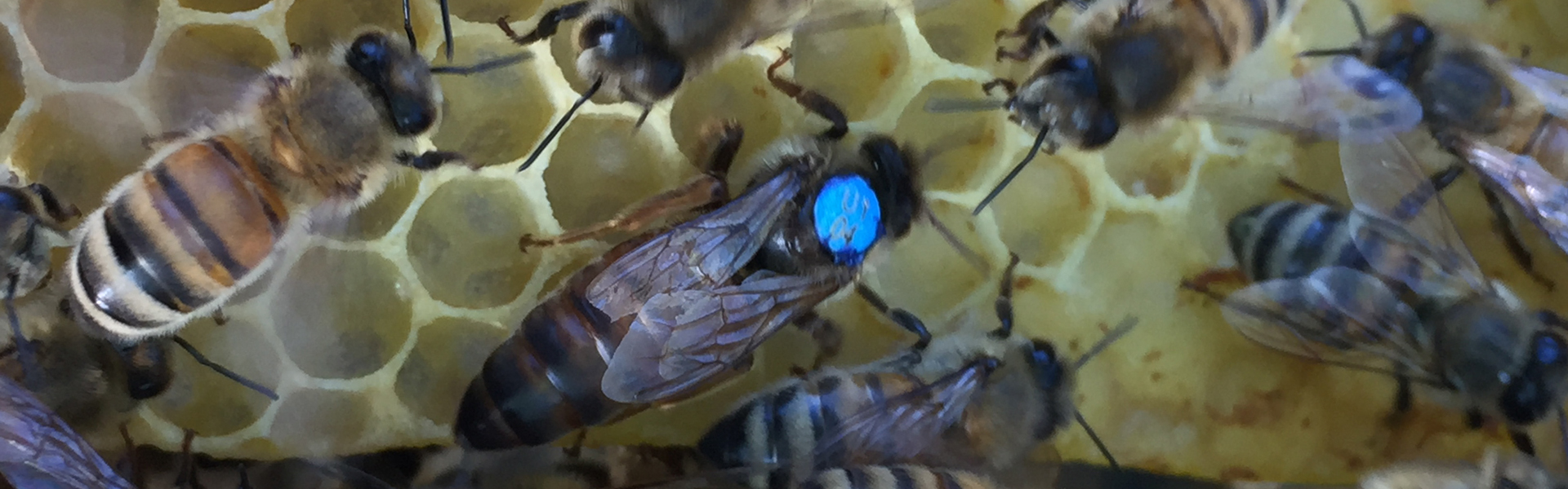 Varroaresistente Bienenkönigin