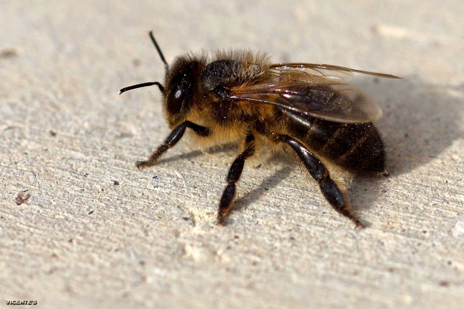 Bild der in Spanien und Portugal beheimaten Bienenrasse